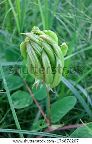 Liquorice milkvetch, Wild liquorice, Wild licorice (Astragalus glycyphyllos)