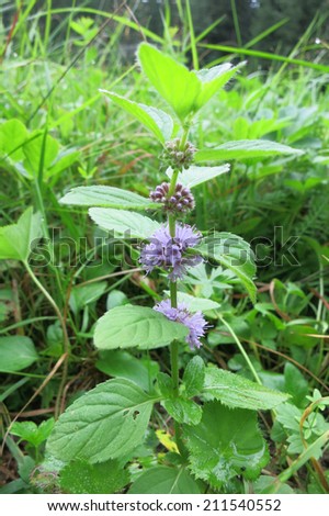 Field Mint or Wild Mint (Mentha arvensis) in the meadow.