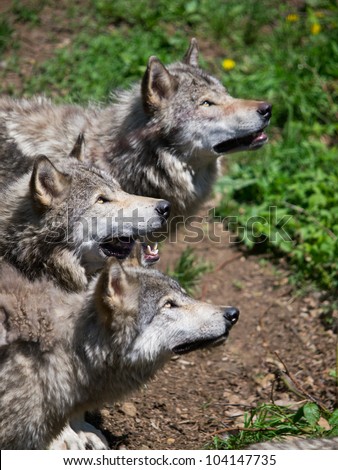 Grey wolves pack looking up for food in the woods