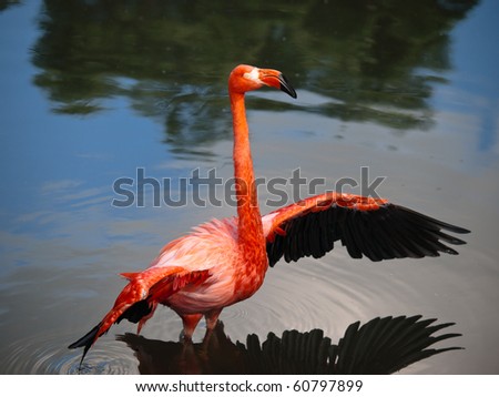 Pink flamingo stretching his wings side view