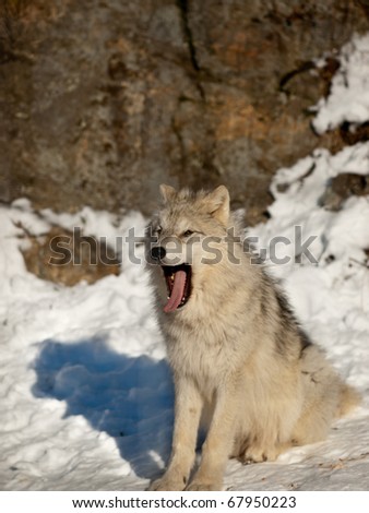 HAPPY VALENTINES DAY EVERYONE! Stock-photo-young-wolf-pup-yawning-sitting-in-the-snow-67950223
