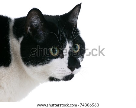 Black and white mature attentive cat closeup on pure white background
