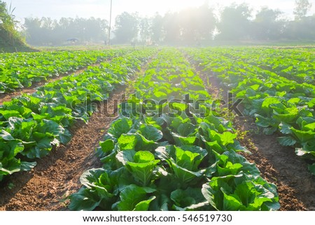 organic vegetable garden,future agriculture for safety food in Thailand