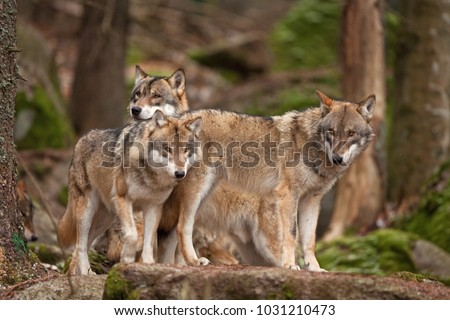 gray wolf, grey wolf, canis lupus