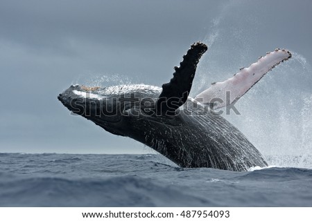 humpback whale, megaptera novaeangliae, Vava\'u island, Tonga