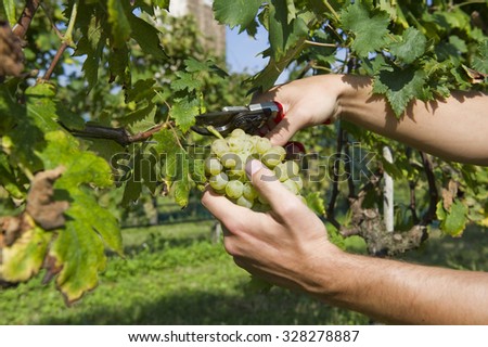 Grapes Harvesting in Venice\
VENICE, ITALY - SEPTEMBER 9, 2015: An unidentified vineyard worker picking wine grapes during the annual harvest