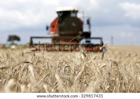 VITERBO, ITALY - 25 JULY 2014: Kernels stand on heads of durum wheat as a combine harvester moves across a field of wheat to cut the summer harvest in Viterbo.