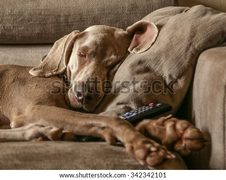 portrait of isolated sleeping pure bred weimaraner dog  on the sofa cushion