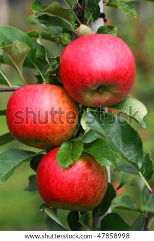 Three Apples on a Tree