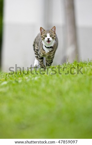 A Cat is running towards the Camera