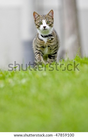 A Cat is running towards the Camera