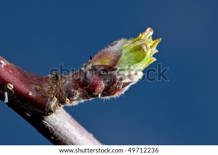A Macro of a Apple Bud in the early Spring. The Leafs are coming out of the Bud.