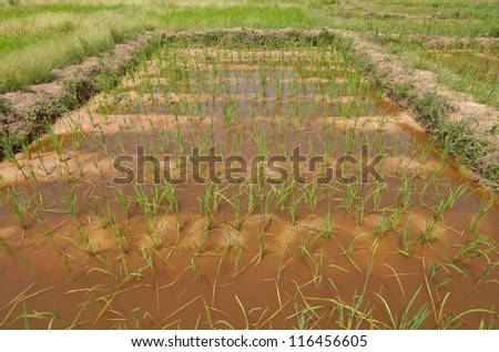 field of rice in Africa,Senegal