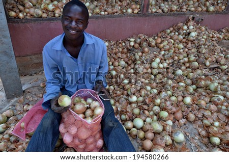 LUSAKA, ZAMBIA - DECEMBER 2: farmer select onion for distribution in Zambia and Malawi,on December 2,2011 in Lusaka, Zambia
