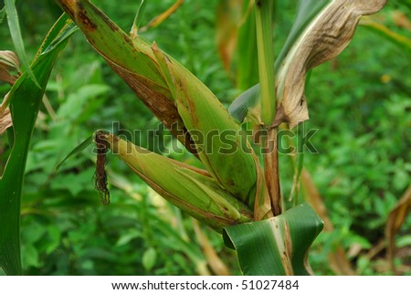 maize plant pictures