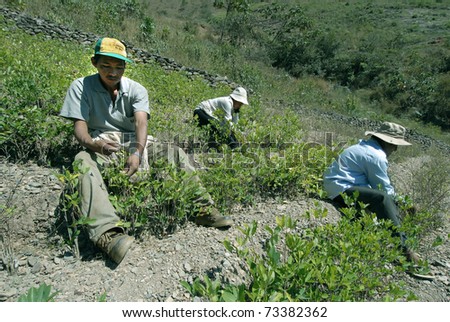 BOLIVIA CIRCA  JUNE 2006: farmers cultivate a coca field circa June 2006. In the Andean countries, the leaves are sold in supermarkets.