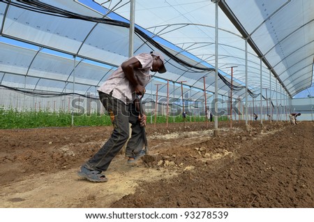 LUSAKA, ZAMBIA - DECEMBER 2: farmer works the soil in the greenhouses, which provide employment to 800 farmers, on December 2,2011 in Lusaka, Zambia