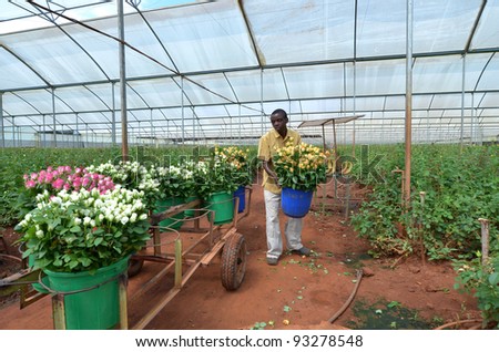 LUSAKA, ZAMBIA - DECEMBER 2:African men in the greenhouses gather roses for export to Europe, which provide employment to 800 farmers, on December 2,2011 in Lusaka, Zambia