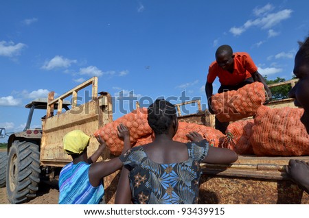 LUSAKA,ZAMBIA – DECEMBER 3:group of farmers gathered potatoes and load the truck for export to Zambia and Malawi, 300 farmers working in this field, on December 3,2011 in Lusaka,Zambia