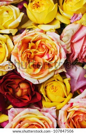 background of roses of different varieties and colors