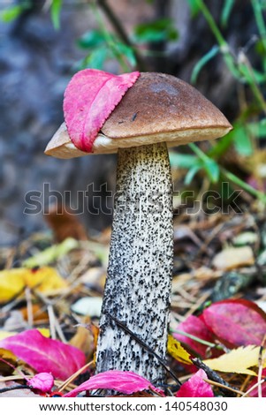 boletus growing in the woods on a background of autumn leaves