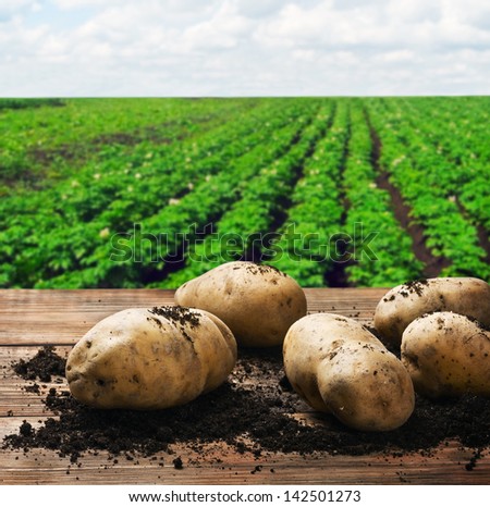 harvesting potatoes on the ground on a background of field