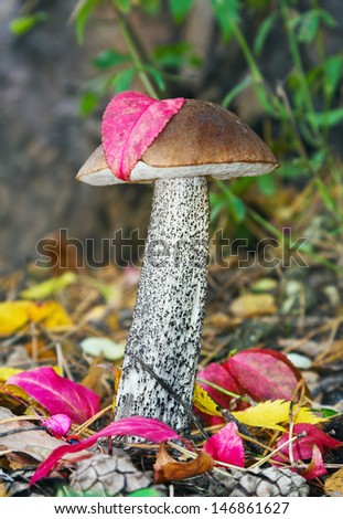 brown cap boletus in the woods on a background of autumn leaves. Focus on the leg and the top of the mushroom cap