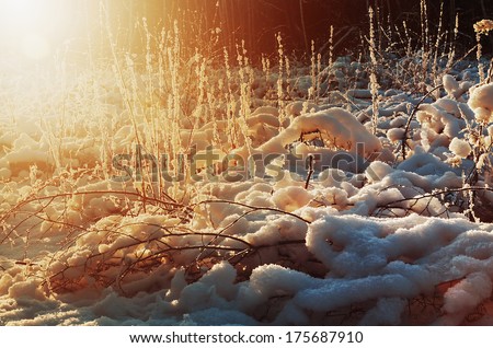 sunrise in the morning snow-covered forest. Focus on the snow in the foreground