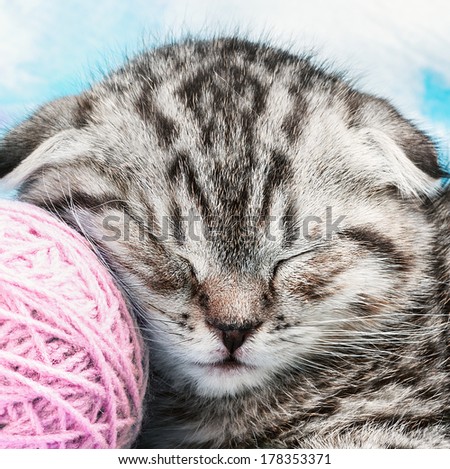 Scottish Fold kitten sleeps on the tangles of yarn