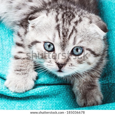 small Scottish fold kitten sitting on a blanket
