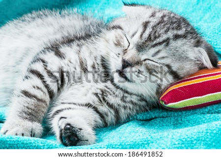 Scottish Fold kitten sleeping on a small pillow