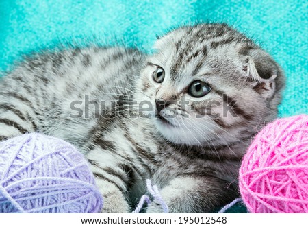 kitten playing with a ball of yarn. Focus on the eyes