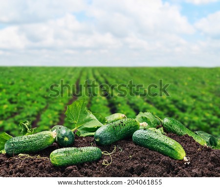 freshly picked cucumbers on the ground on a background of field