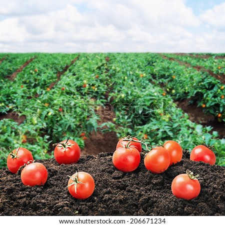 harvest of ripe red tomato on the ground on the field