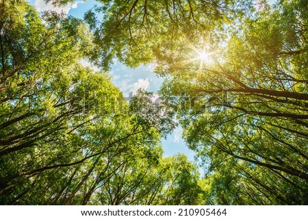 sun shining through the treetops. The sun is natural, without the use of filters