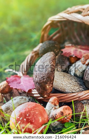 harvest brown cap boletus in a basket. Focus on the big mushroom cap boletus
