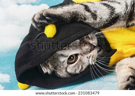 portrait of a young cat in costume bee