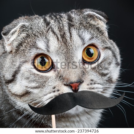 portrait of a young Scottish Fold cat with paper mustaches