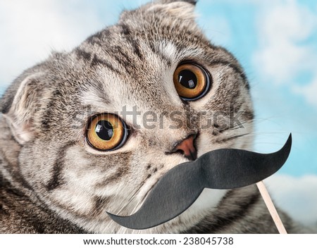 portrait of a young Scottish Fold cat with paper mustaches. Focus on eyes