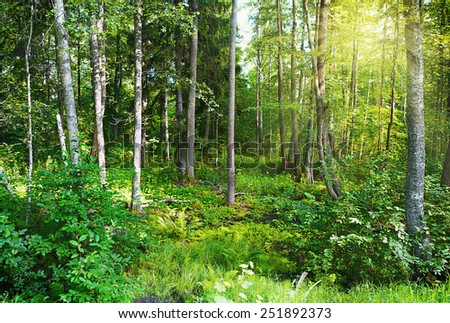 Sunlight in the green forest makes its way through the foliage