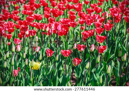 flowers blooming tulips. One yellow tulip among red flowers. Focus on the yellow tulips