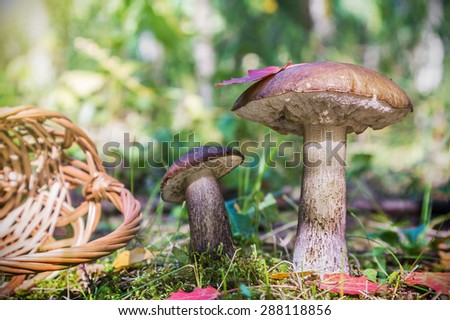 brown cap boletus in the woods on a background of autumn leaves. Focus on the leg and the top of the mushroom cap