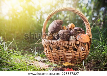 harvest brown cap boletus in a basket. Focus in the center of the frame. Shallow depth of field
