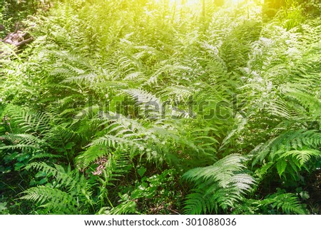 fern blossoming in the woods. Focus on the leaves of a fern in the center of the frame