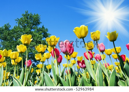 Tulips bending towards the sun.  focus is on the next red and yellow flowers.