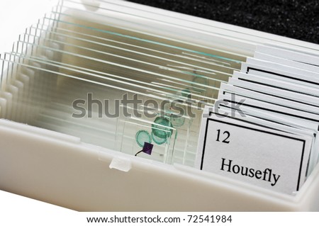 tissue samples on a slide in a box
