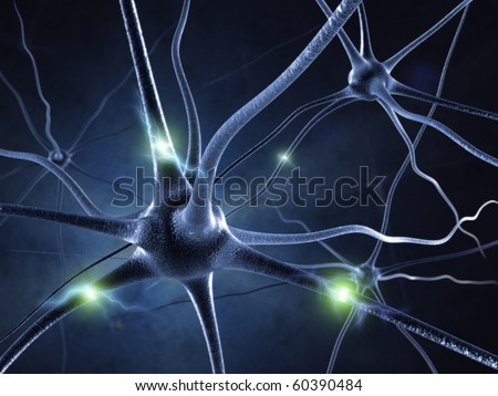 nerver system