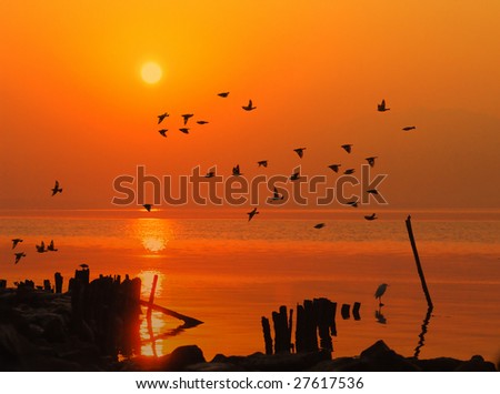 birds playing in the sunset .Birds and sun