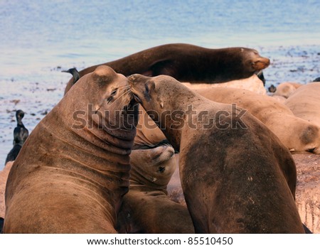 Sea Lions kissing each other