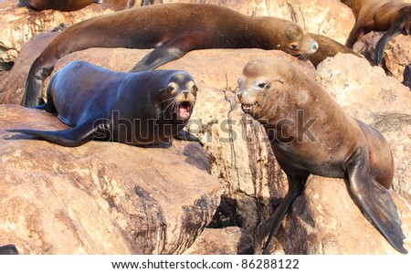 Two sea lions talking to each other